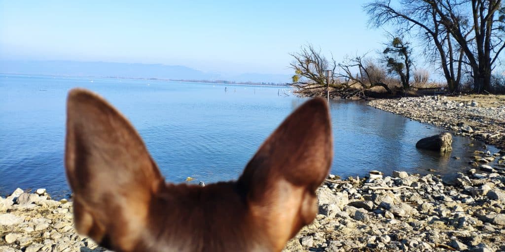 Blick Richtung Rheinmündung