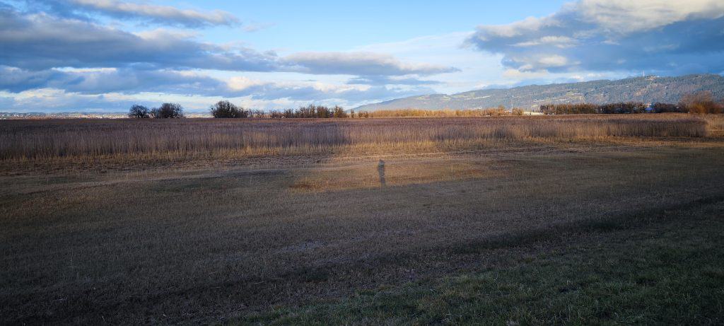 Monti am Polderdamm in Fussach