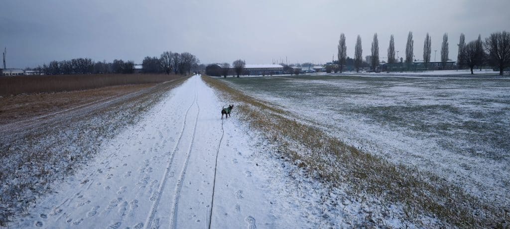 Monti ist zu jeder Jahreszeit am Polderdamm unterwegs