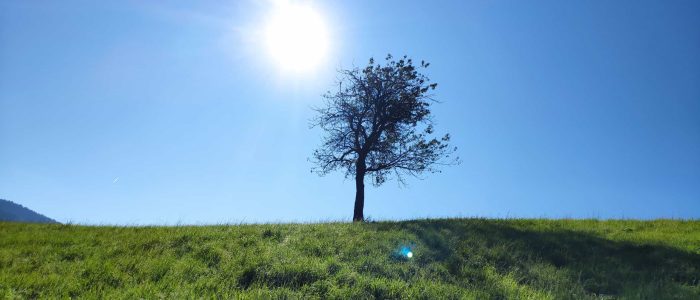 Monti im Bregenzer Wald