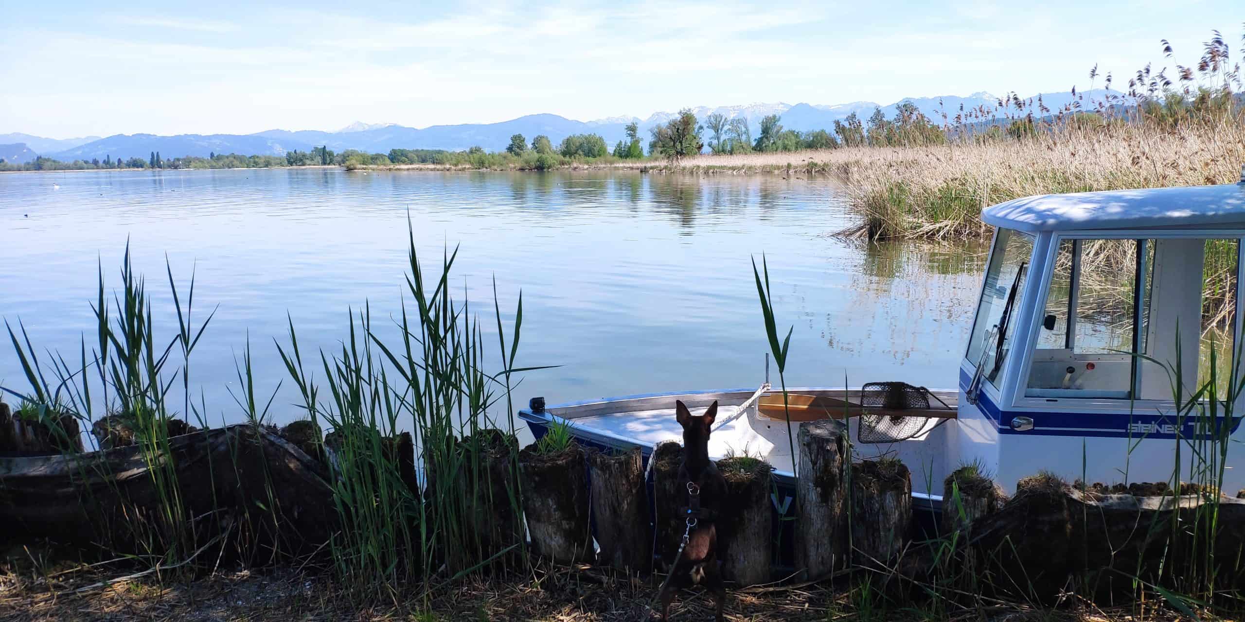 Monti checkt Fischerboot am Rheinholz Gaißau