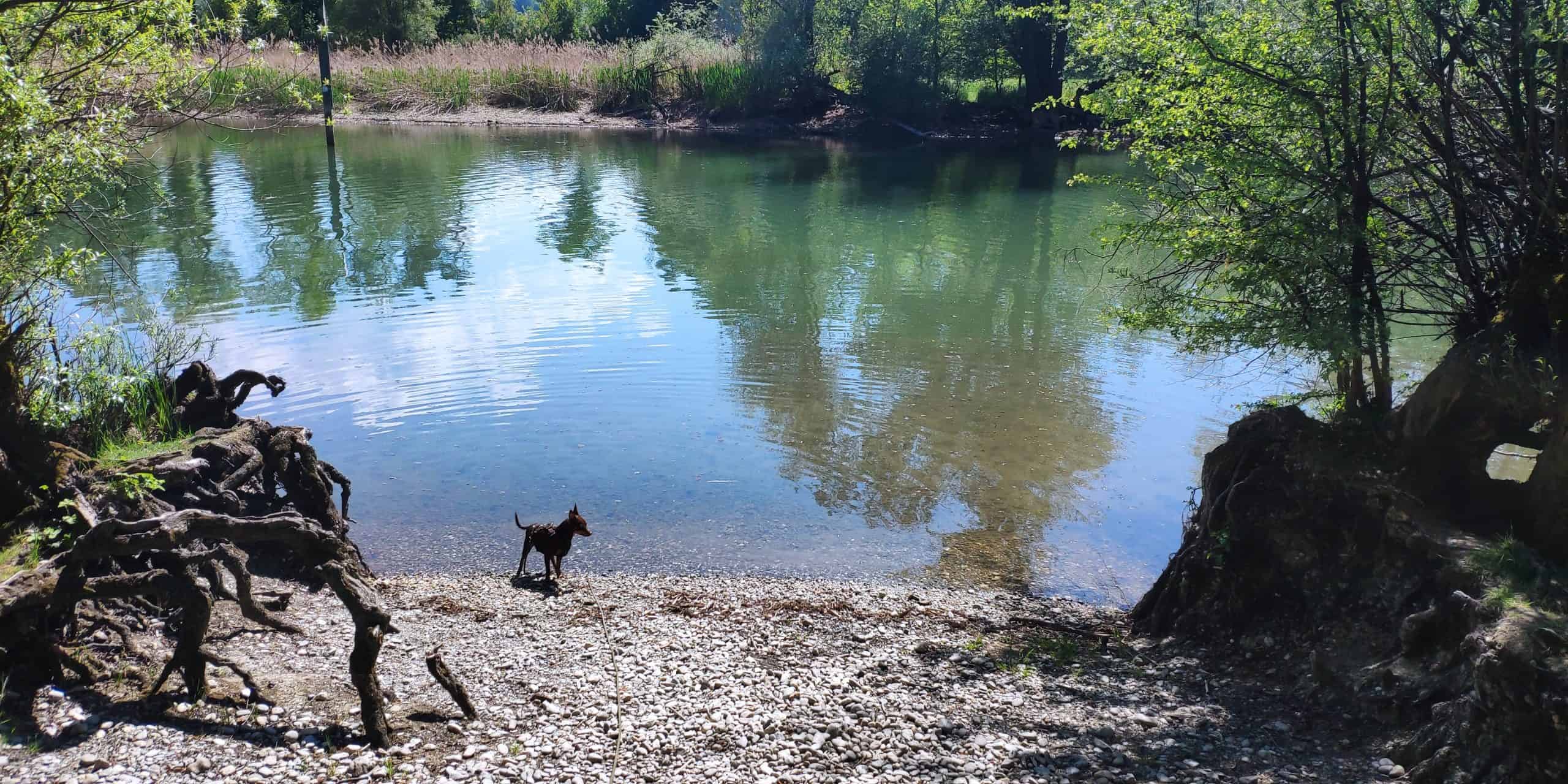 Monti am Rheinholz Gaißau