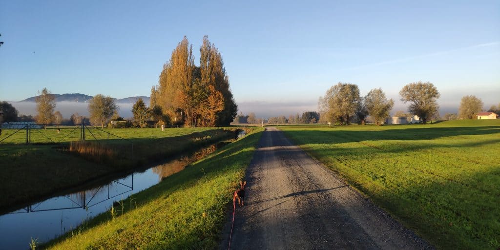 Monti am Weg zum Polderdamm in Fussach