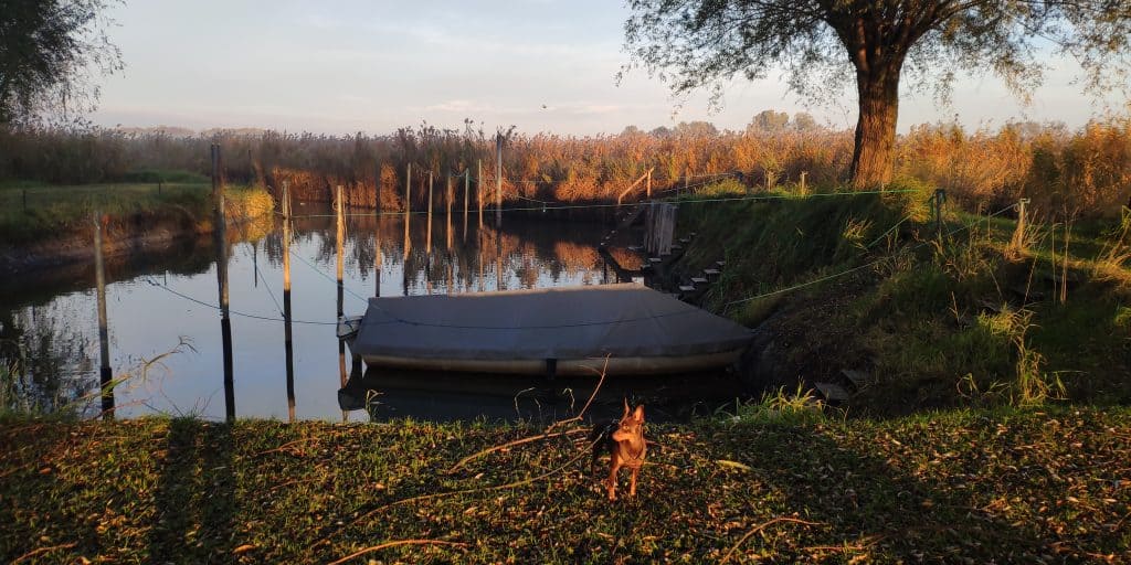 Monti am kleinen Bootshafen beim Polderdamm in Fussach